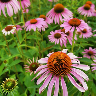 Bookmark 2020 S Catty.jpg