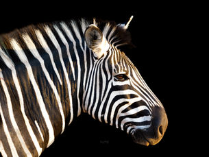 Safari South Africa