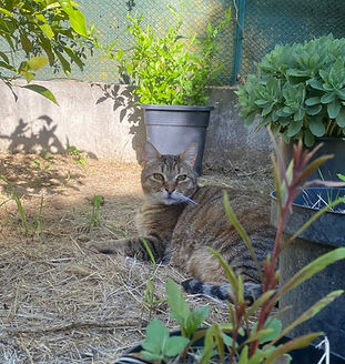 Clochette