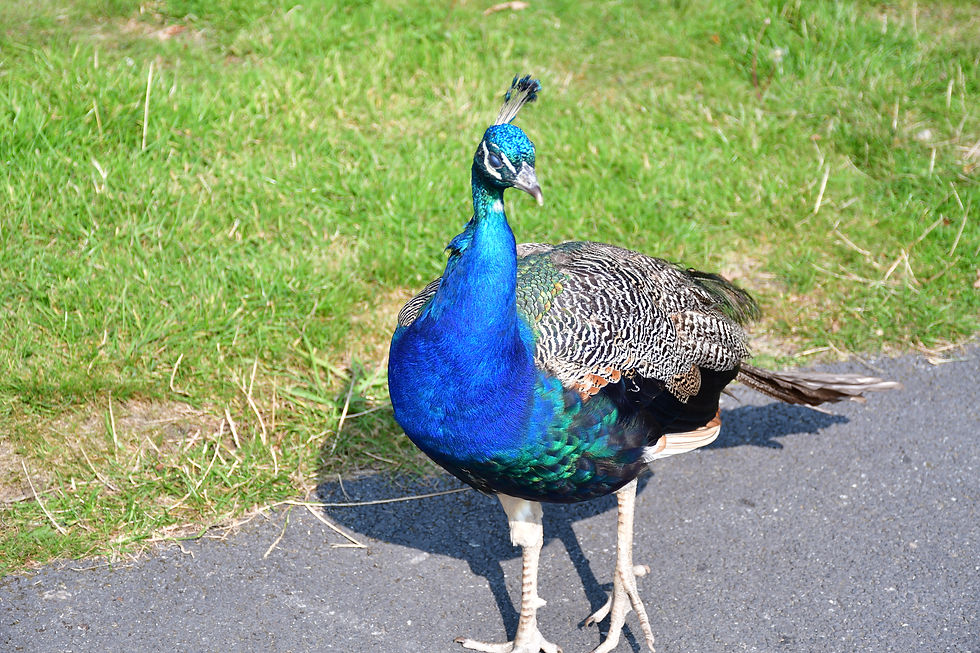 Peacock 