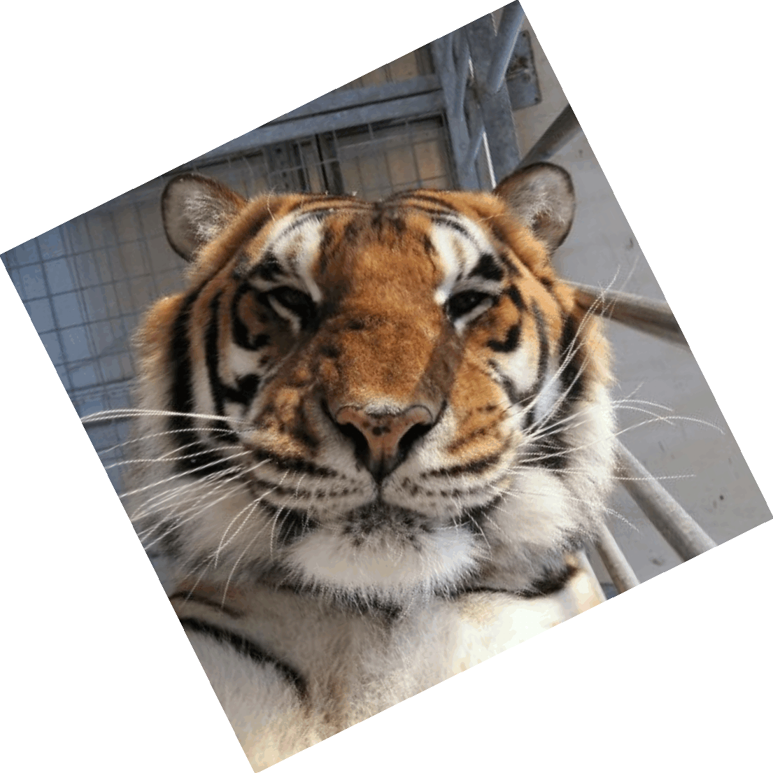 Tiger Ganghi