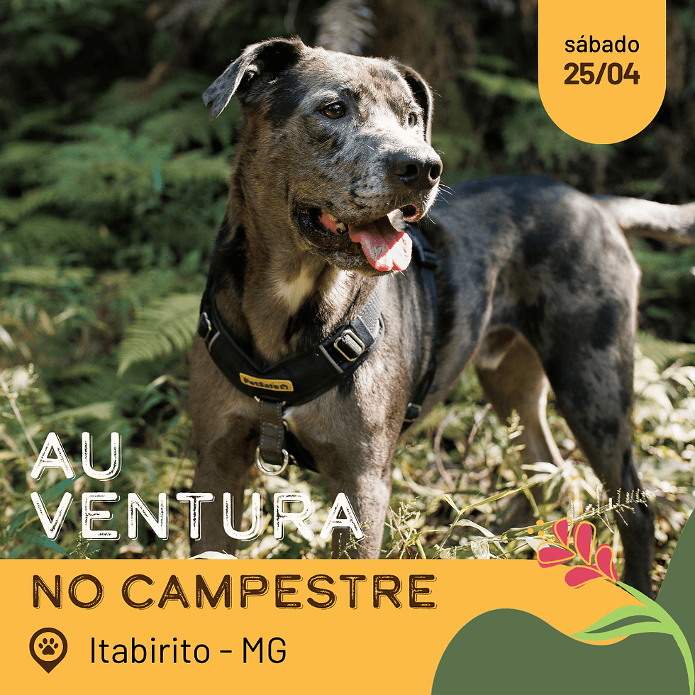 AUventura no Campestre