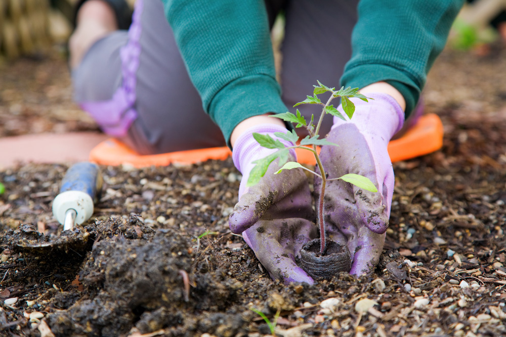 Gardener planting a tomato plant. 