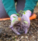 Planting
