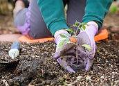 Compost Newcastle