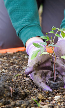 working in garden and learning about sustainability
