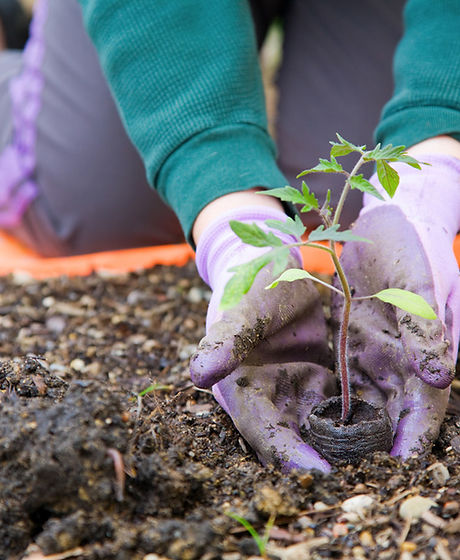 Planting