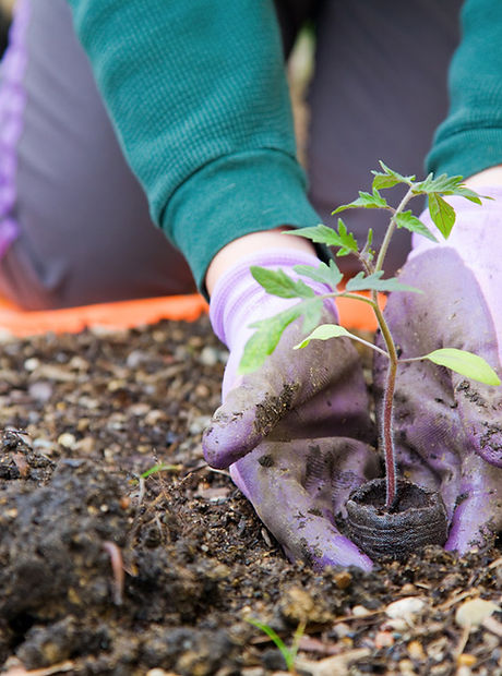 Planting