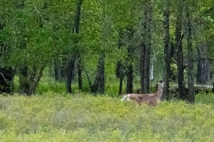Rotary Nature Park