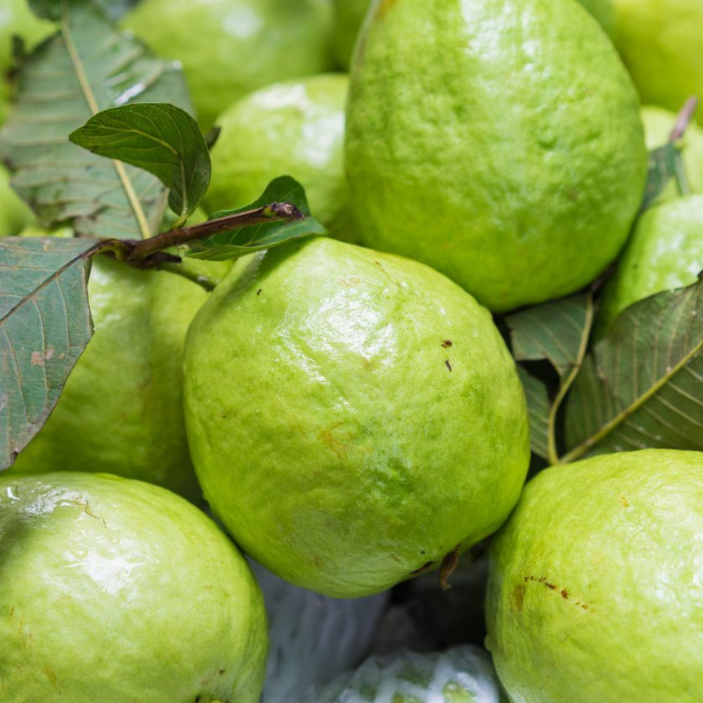 Guava Pakistan