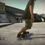 Miniature : Xbox 360 - Skate