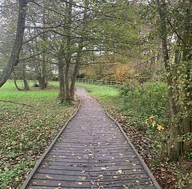 Woods