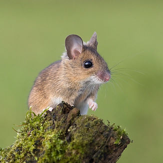 Mouse