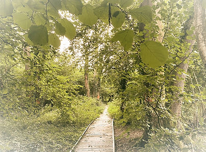 Woods