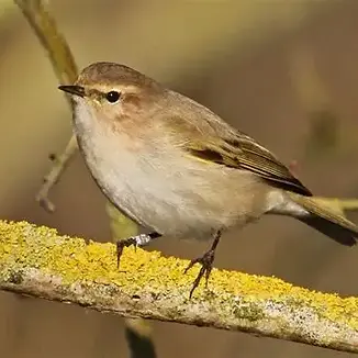 Wild Bird