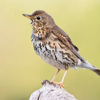 song-thrush