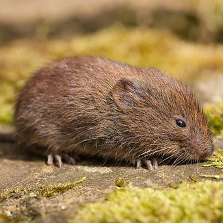 Vole