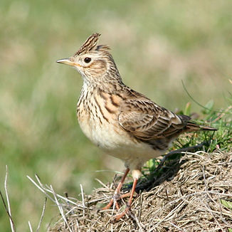 Sktlark