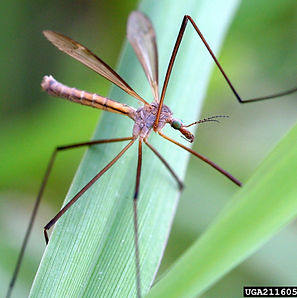 Daddy Long Leg