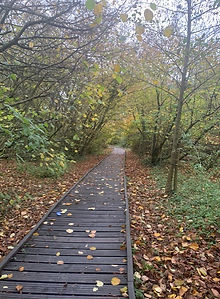 Woods