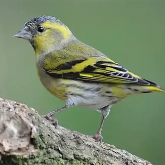 Wild Bird