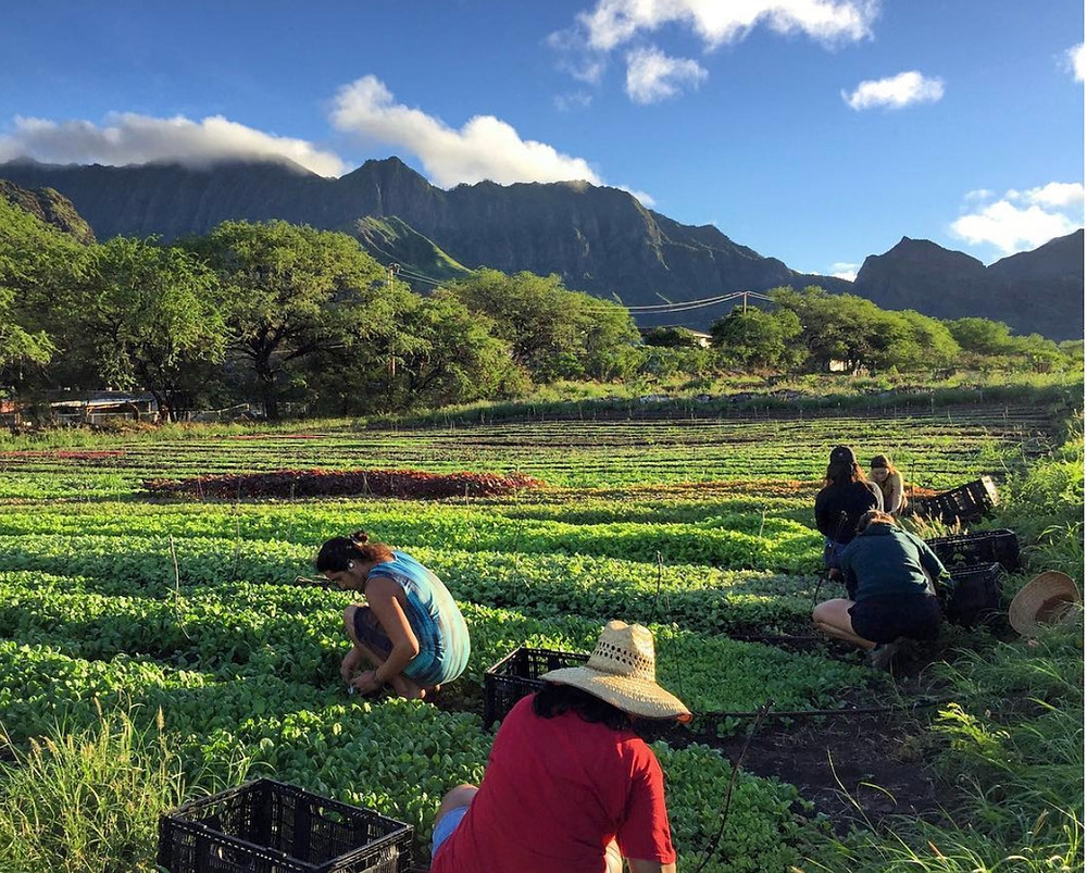 Kahumana Farms
