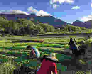 Kahumana Farms