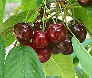 CLOSE CHERRIES.jpg