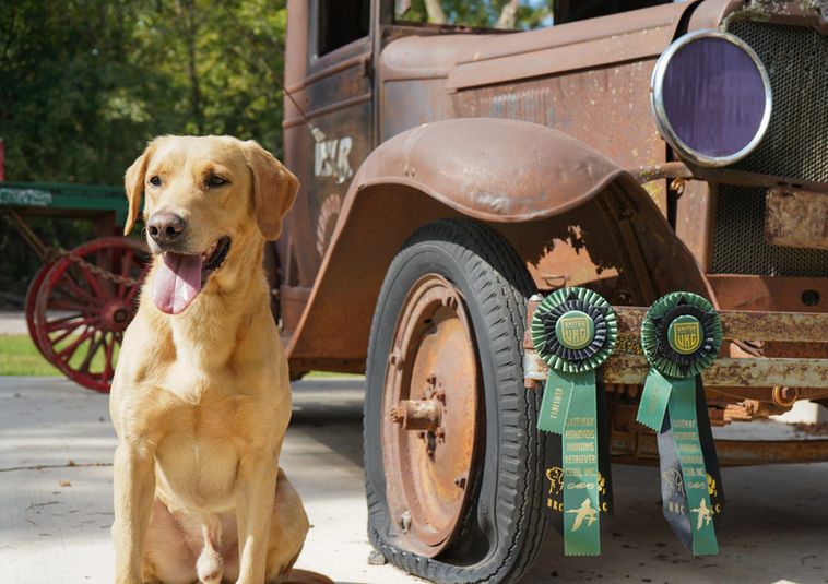 AKC and UKC champion British Lab HRCH Cragtop Jackpot MH9 Boone sitting by a vintage truck with prize ribbons.
