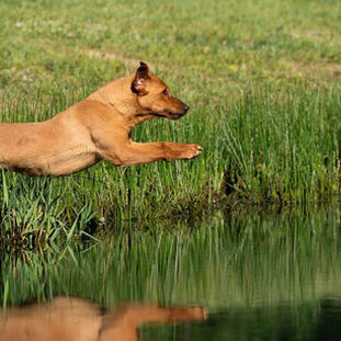 Black Labrador Retriever Puppies Iowa