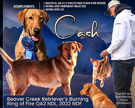 Beaver Creek Retriever's Burning Ring of Fire QA2 NDL 2022 NDF_edited.png