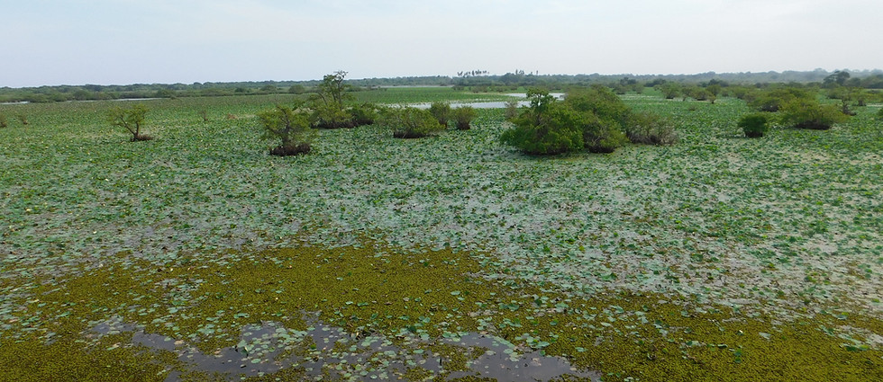 Sri Lanka, Kumana Nationalpark