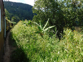 Zug fahren, Sri Lanka