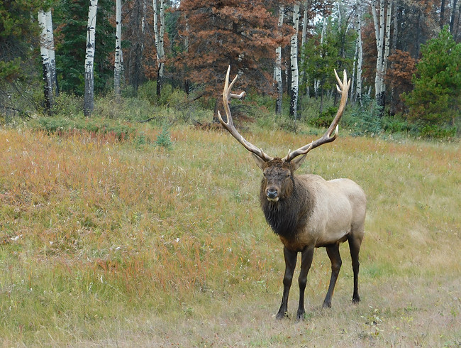 Wapiti - Jasper Nationalpark, Kanada.JPG