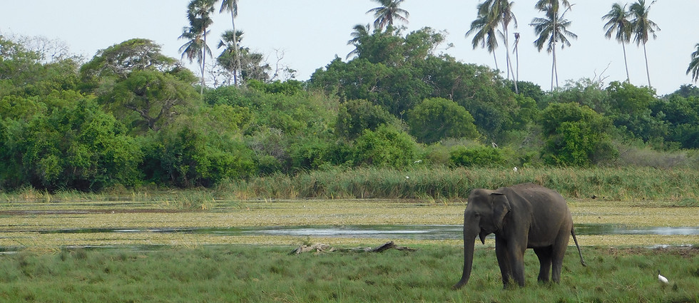 Sri Lanka, Elefant, Kumana Nationalpark