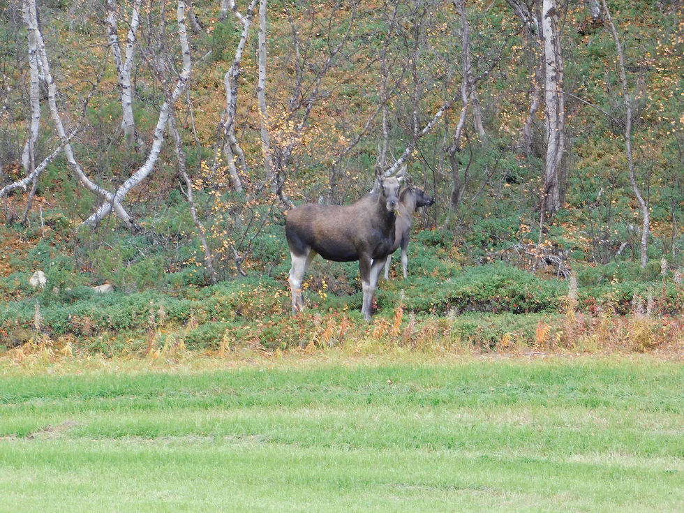 Zwei Elche stehen auf dem Rasen bei Utsjoki im Norden von Finnland