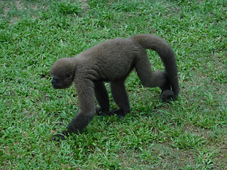 Peru, Wollaffe, Amazonas 