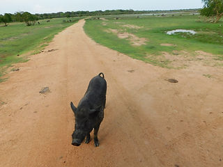 Sri Lanka, Warzenschwein, Kumana Nationalpark