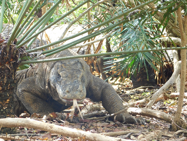 Komodowaran - Komodo Insel, Indonesien.JPG