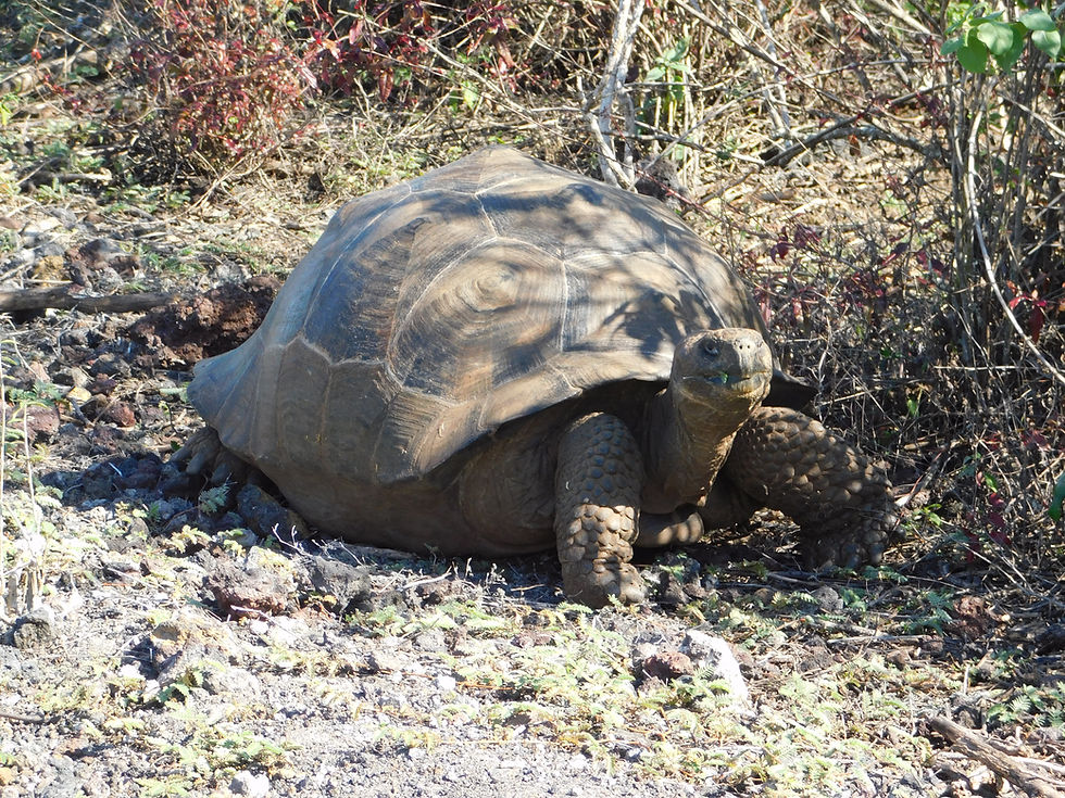 Eine Riesenschildkröte liegt auf dem Boden auf der Insel Isabela auf den Galapagos Inseln in Ecuador