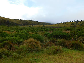 Sri Lanka, Horton Plains Nationalpark
