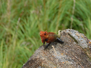 Sri Lanka, Chamäleon, Ella Rock
