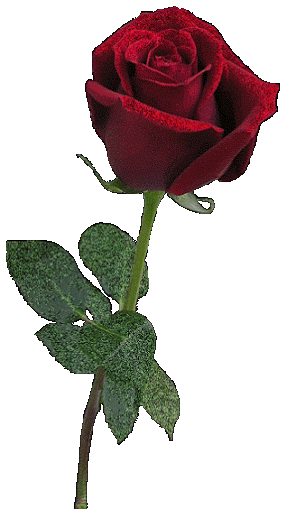 fb2ba89258ecd578166a8f0b6c77f0ec.gif