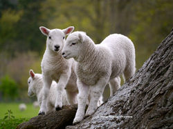 Spring Lambs Wenlock Edge