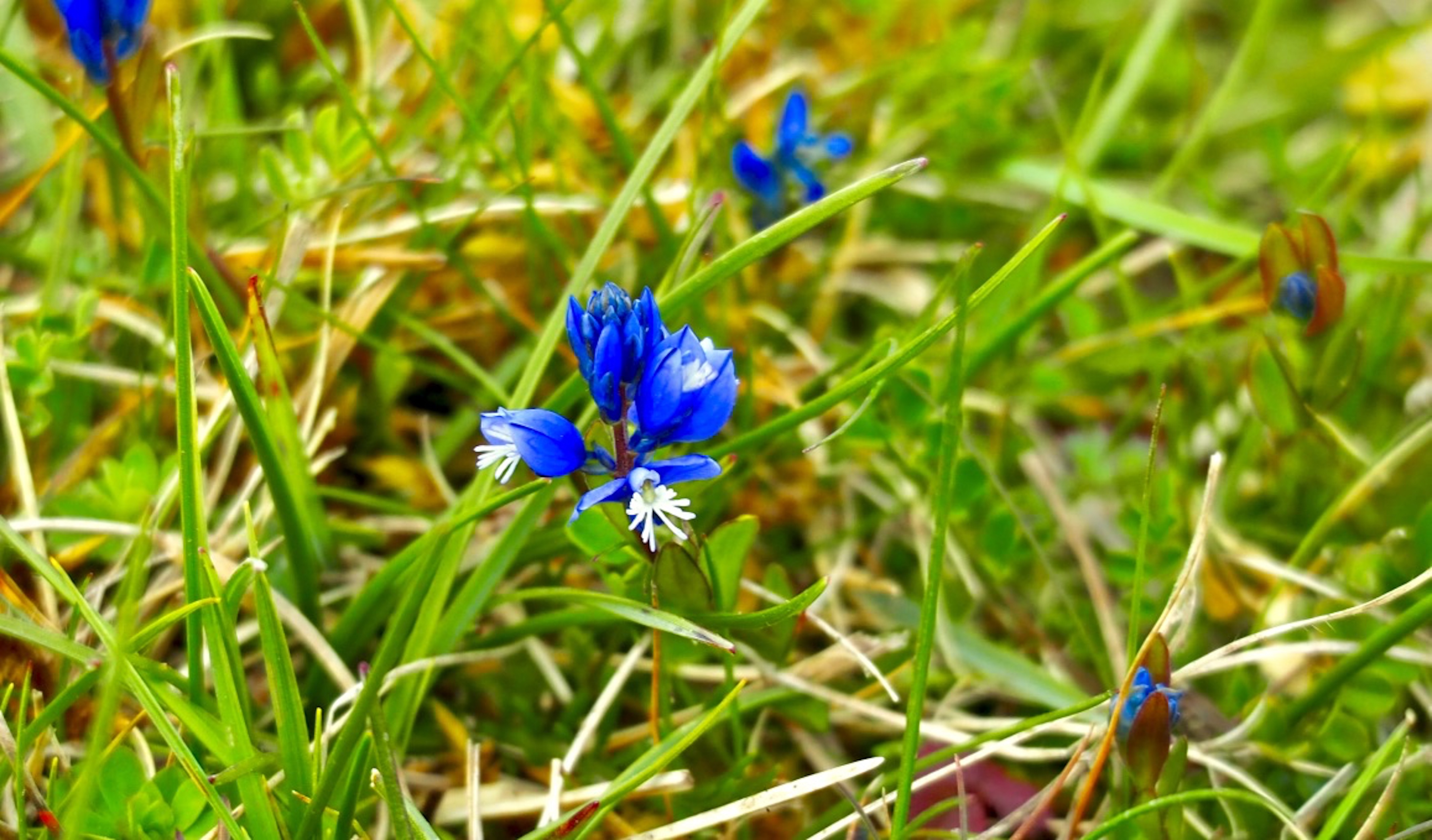 Chalk_milkwort_©_Maria_Nunzia__Varvera_