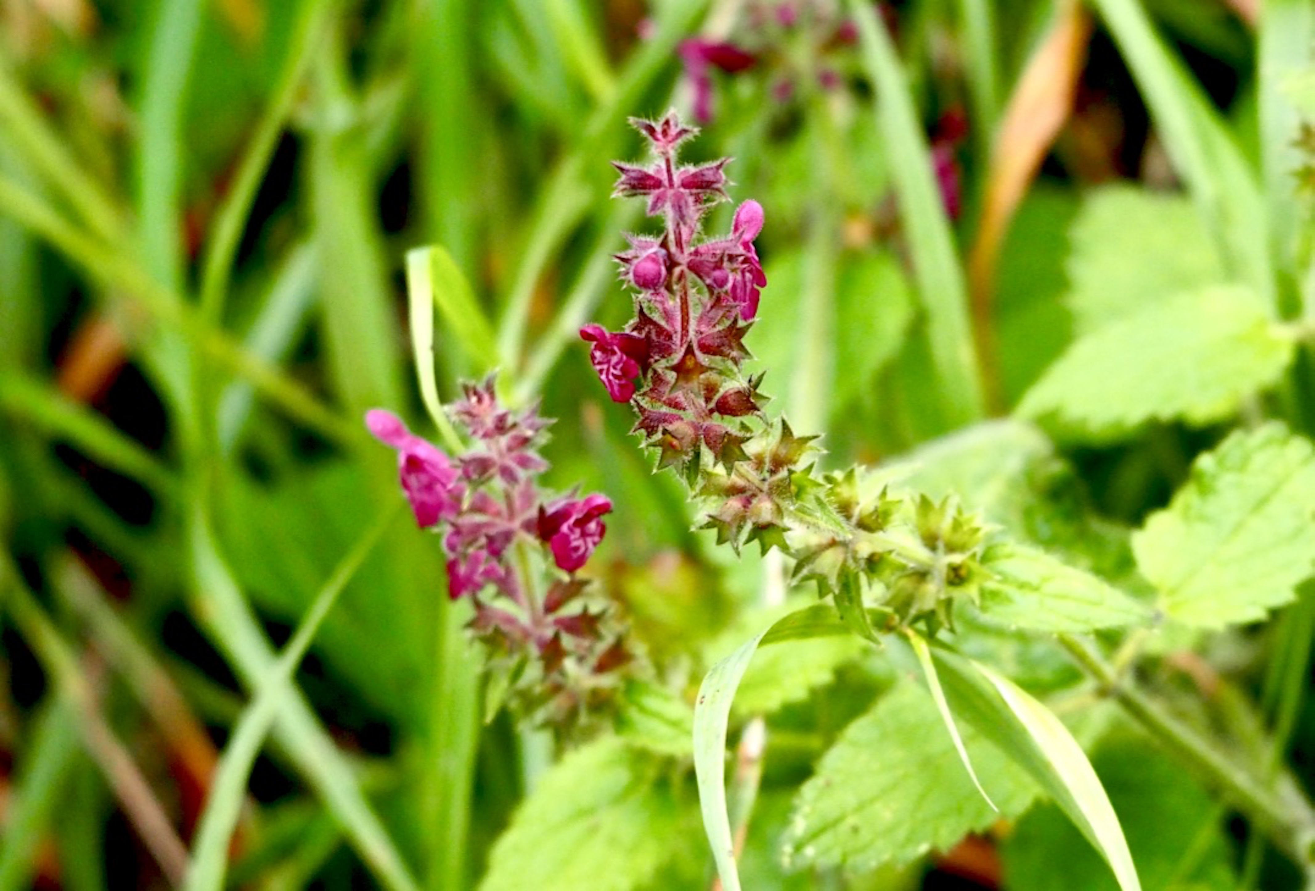 Hedge_woundwort_©_Maria_Nunzia__Varvera_