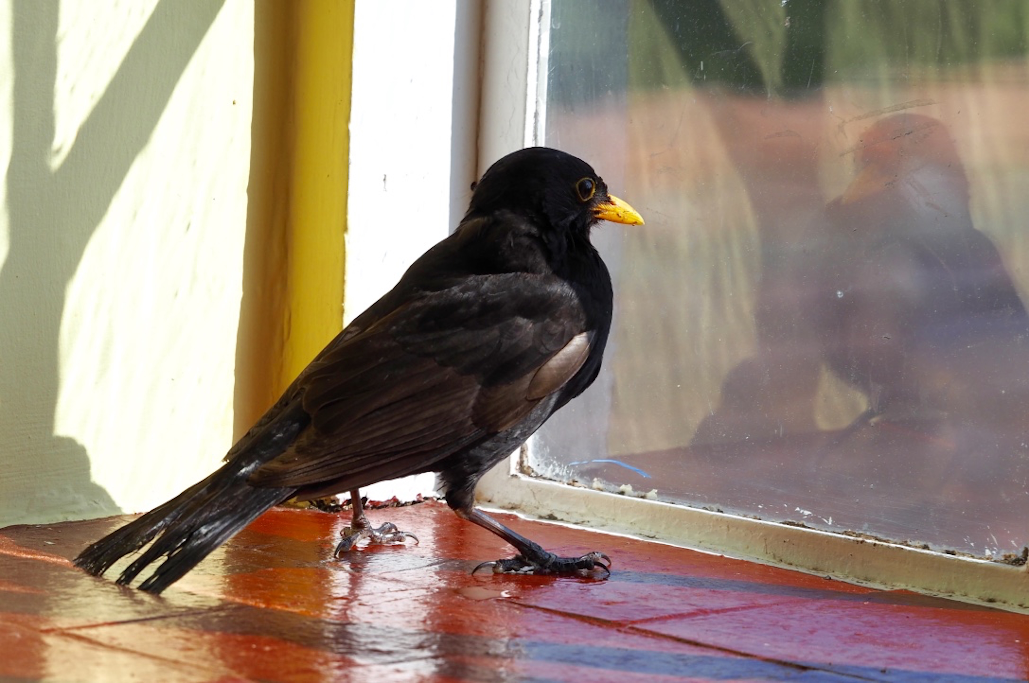 Blackbird in Bedroom Maria Nunzia _Varvera