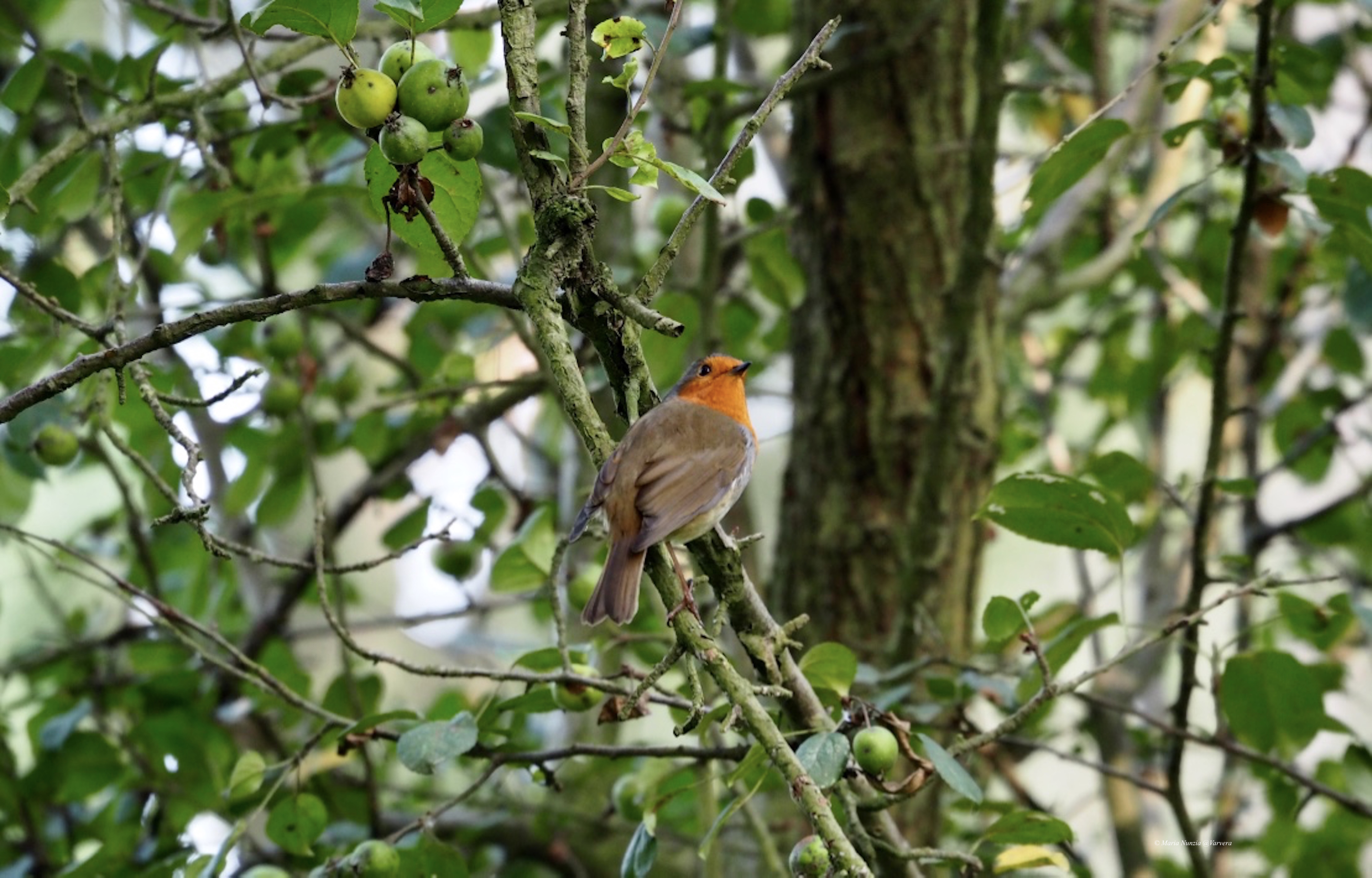 Robin_in_Crabapple_Tree_©_Maria_Nunzia__Varvera__copy