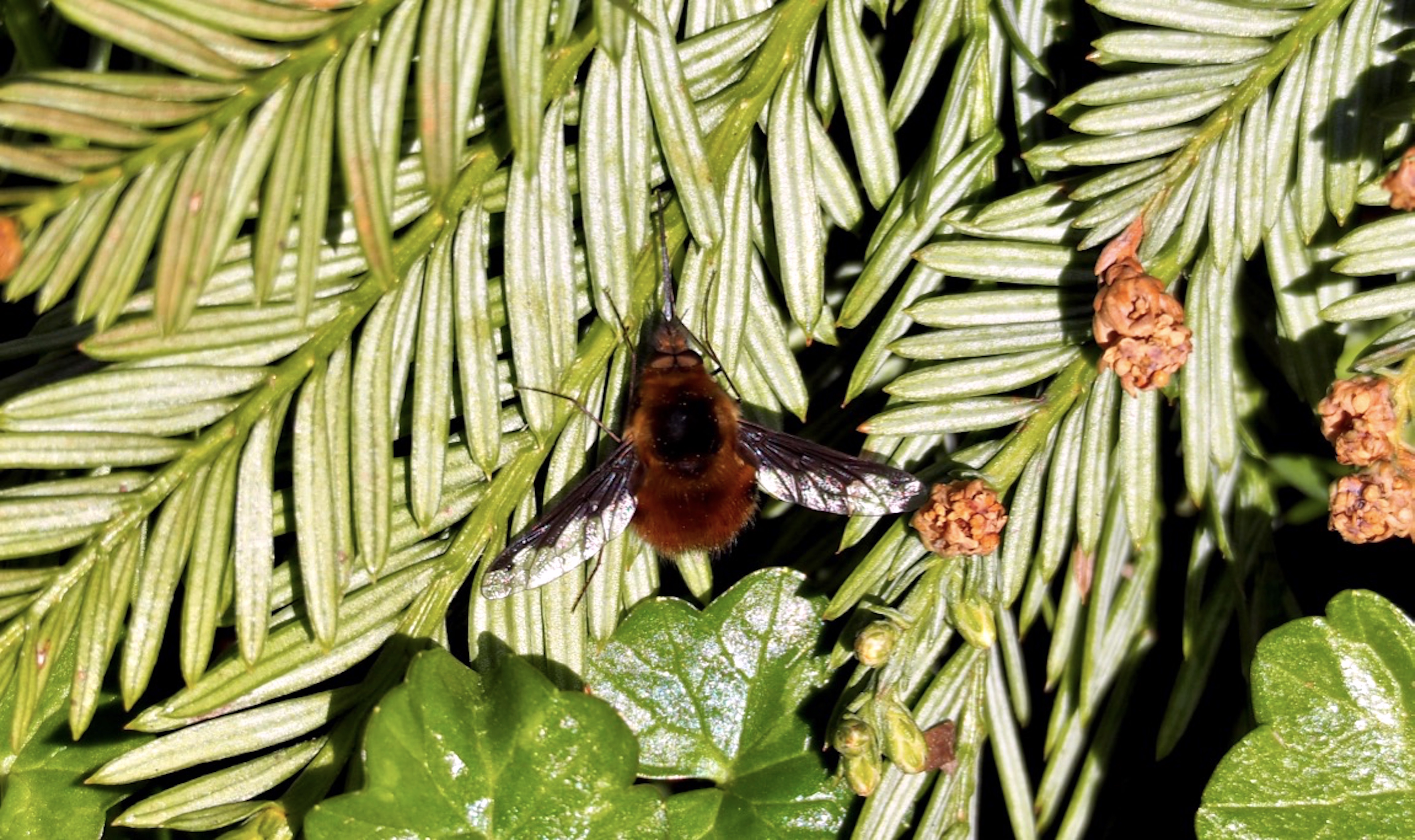 Bee-fly_©_Maria_Nunzia__Varvera