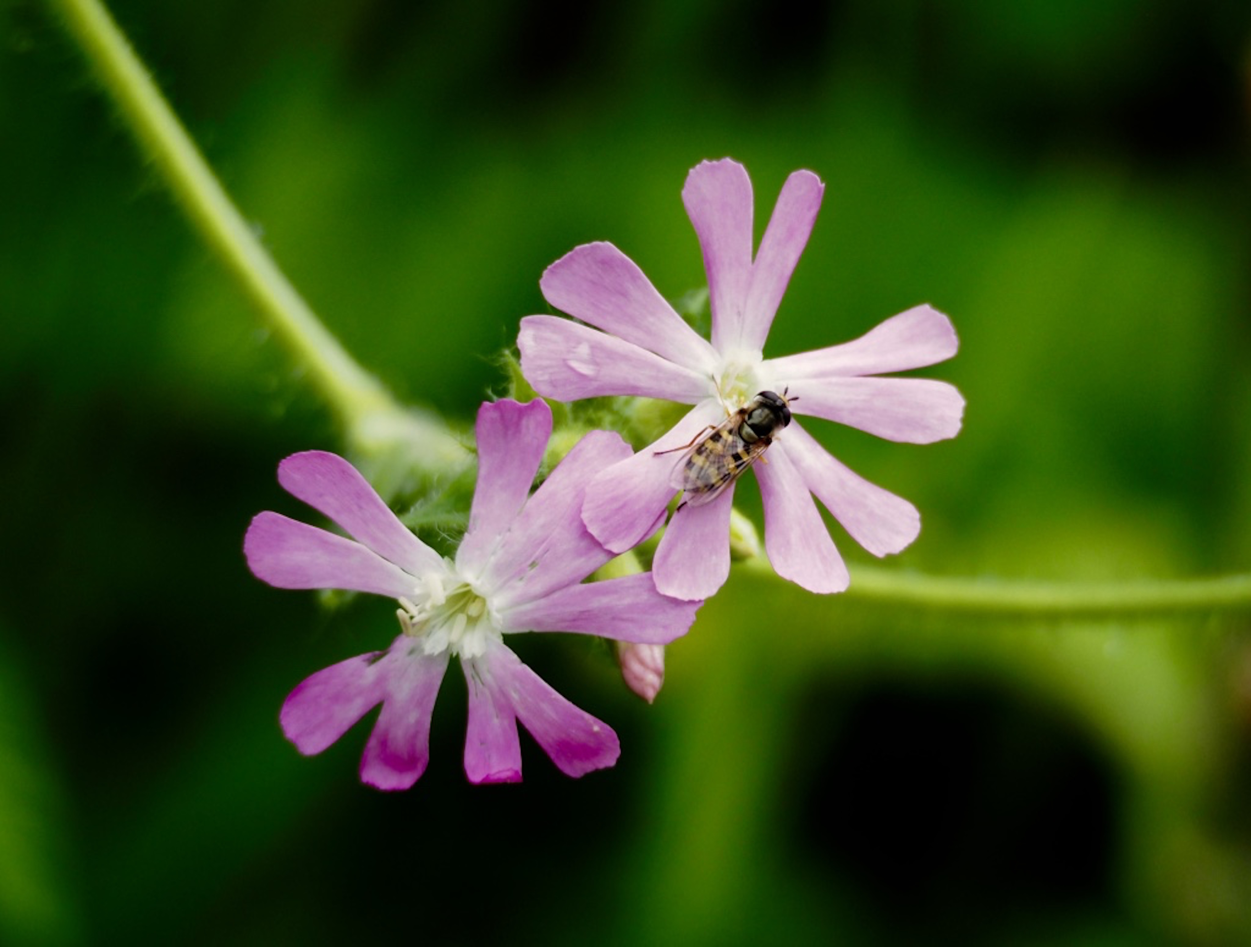 pink campion Maria Nunzia _Varvera